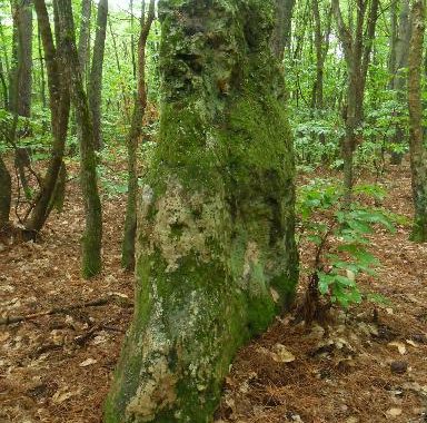 France/MATROI-Alignement dit les Trois Chiens