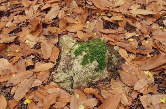 France/MATROI-Alignement dit les Trois Chiens